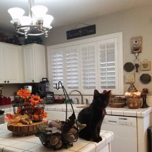thanksgiving-kitty-in-the-kitchen